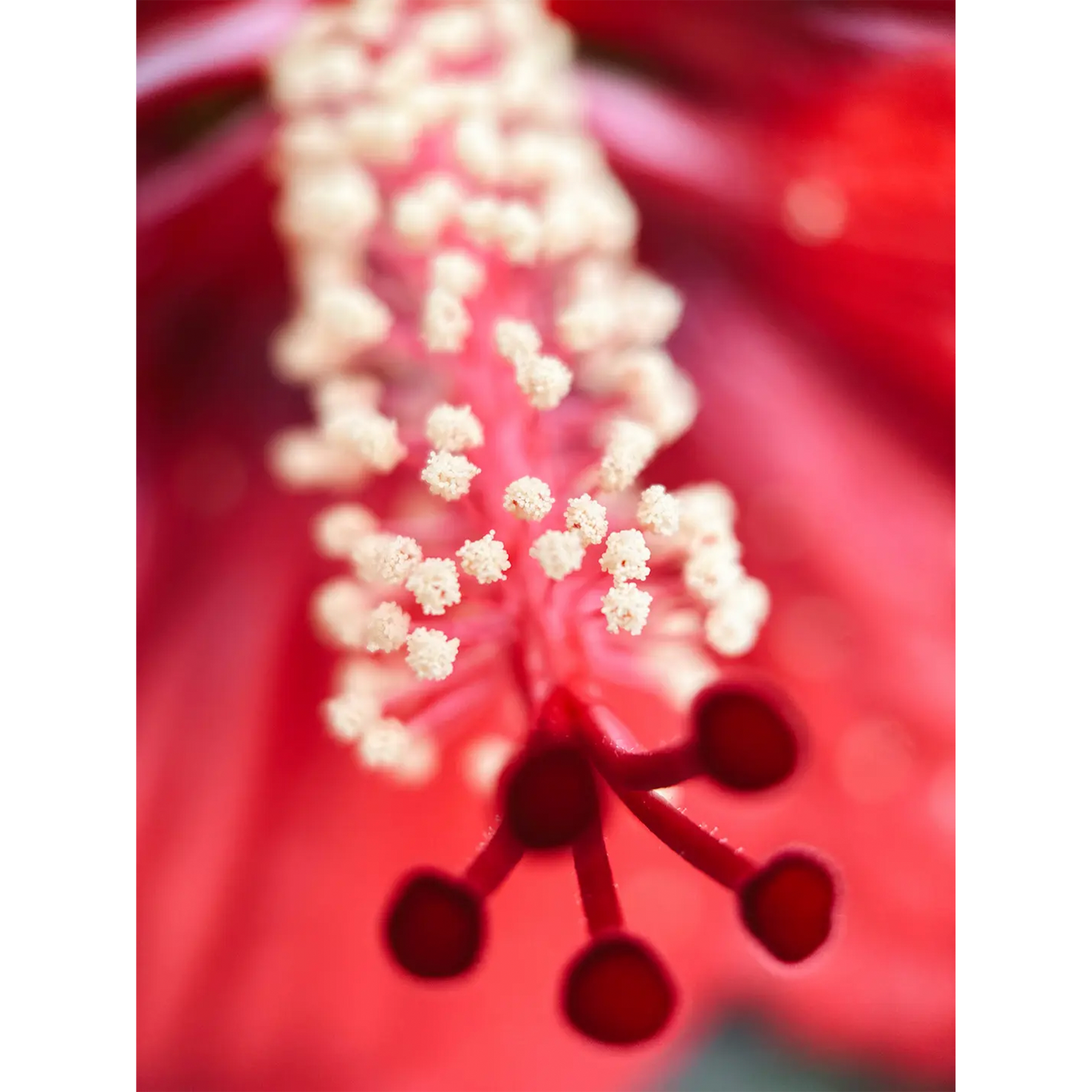 Shot by @carliepenning