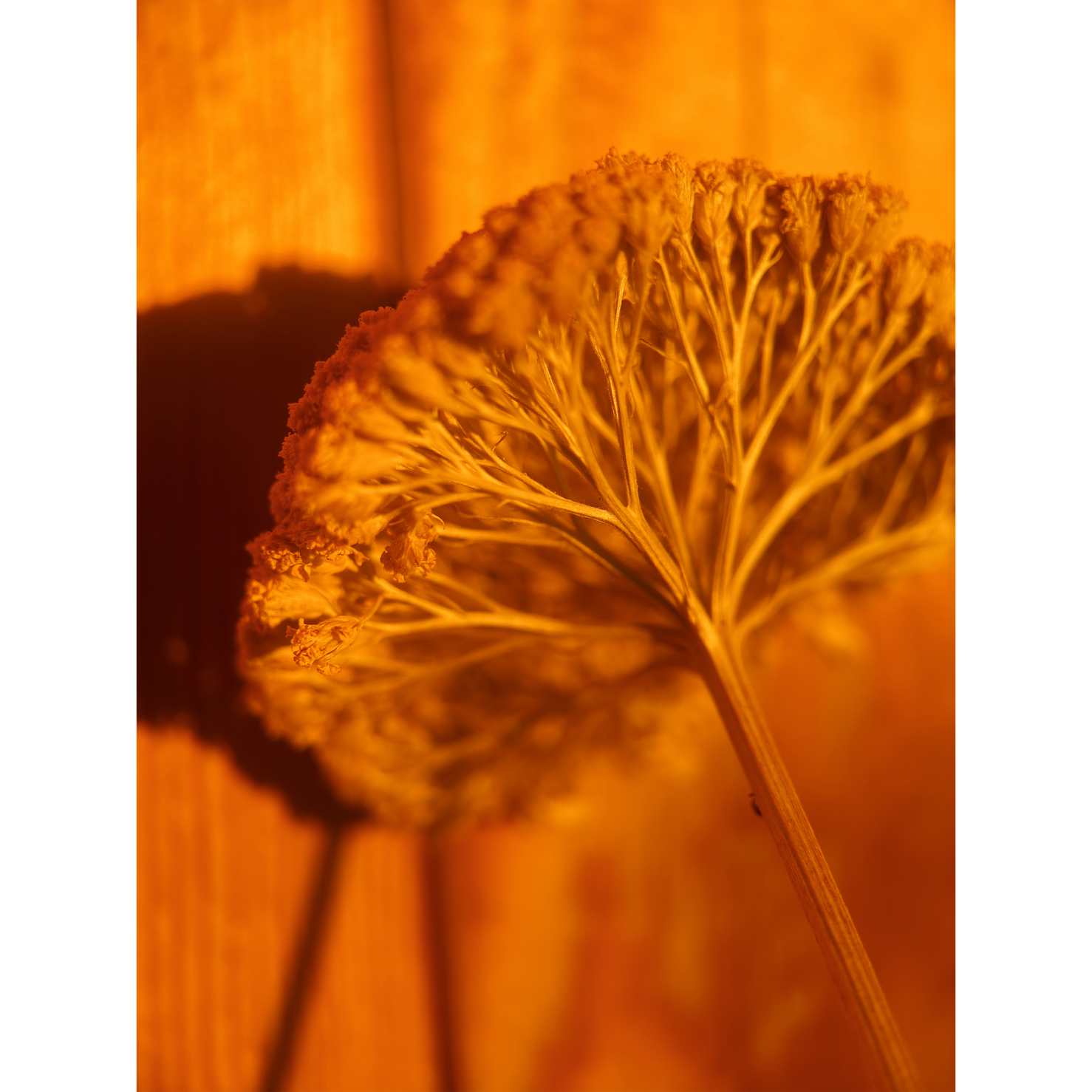 Moment T-Series Mobile Lens II Macro 75mm