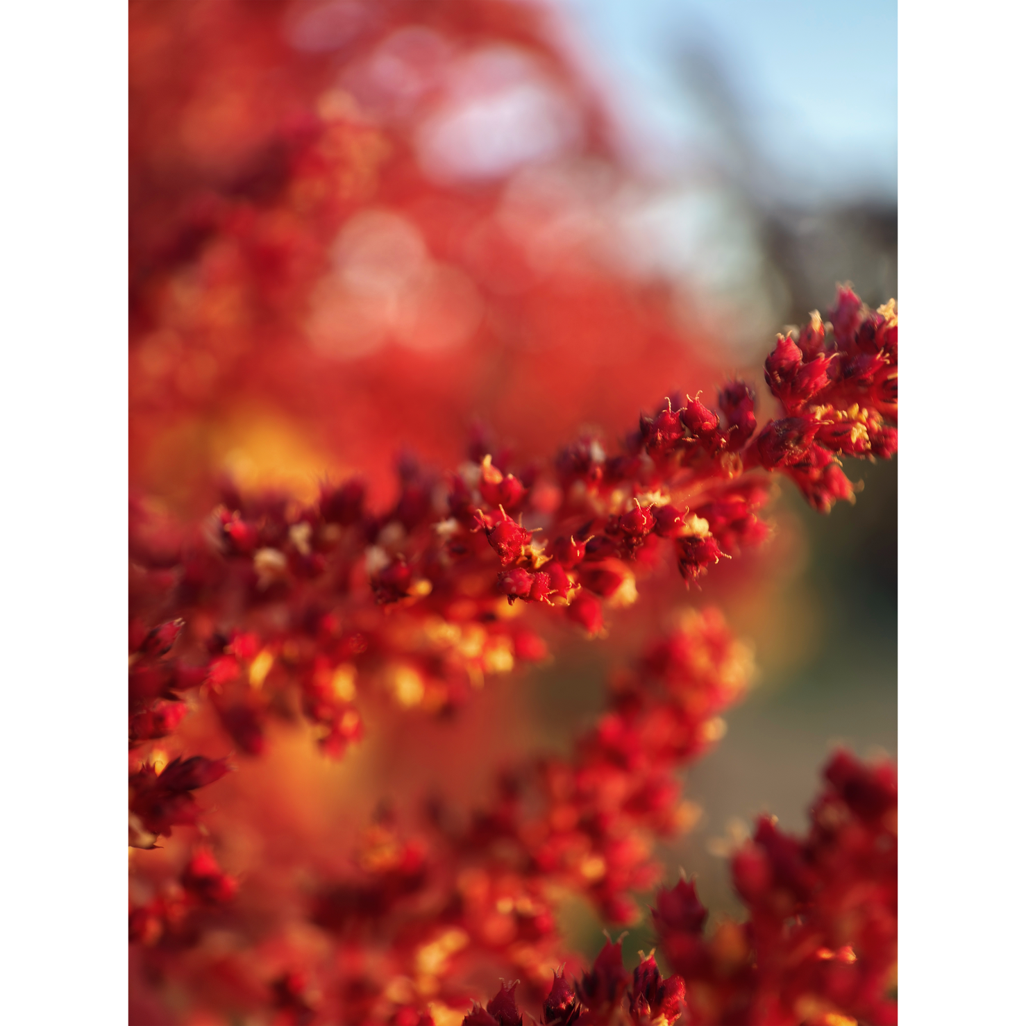 Moment T-Series Mobile Lens II Macro 75mm