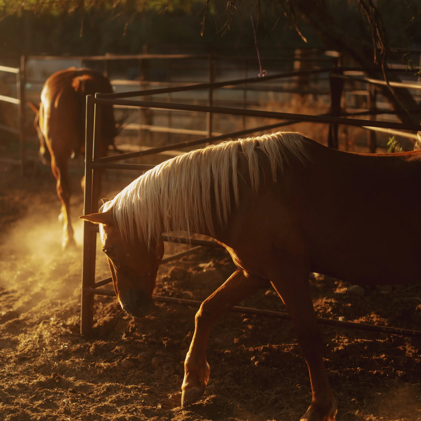 Moment 67mm Variable ND Filter with CineBloom for 67mm Lens - 10%